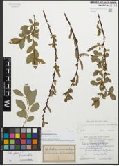 Foto von Salix stenostachya A. Kern.